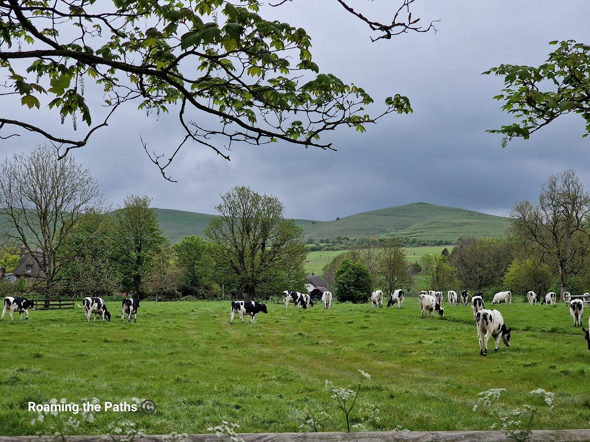 A peaceful scene of black and white cows grazing in a lush green pasture, framed by tree branches. The rolling hills of the Vale of Pewsey stretch in the background under a cloudy sky, adding depth to the rural landscape. The image captures the tranquility of the countryside, with the cows scattered across the field, some standing and others grazing, against a backdrop of verdant hills and trees.