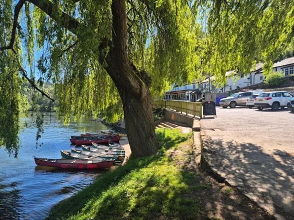 Riverside scene with rowing boats moored beneath a willow tree beside a pub and car park on a sunny day.